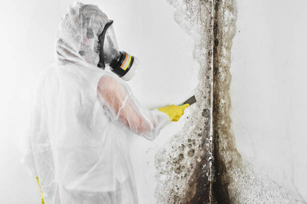 Why You Should Choose Our Mold Remediation Services in Canton, MS